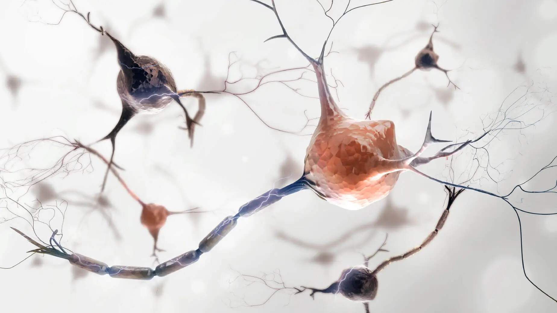 Blog 10 Brain neurons