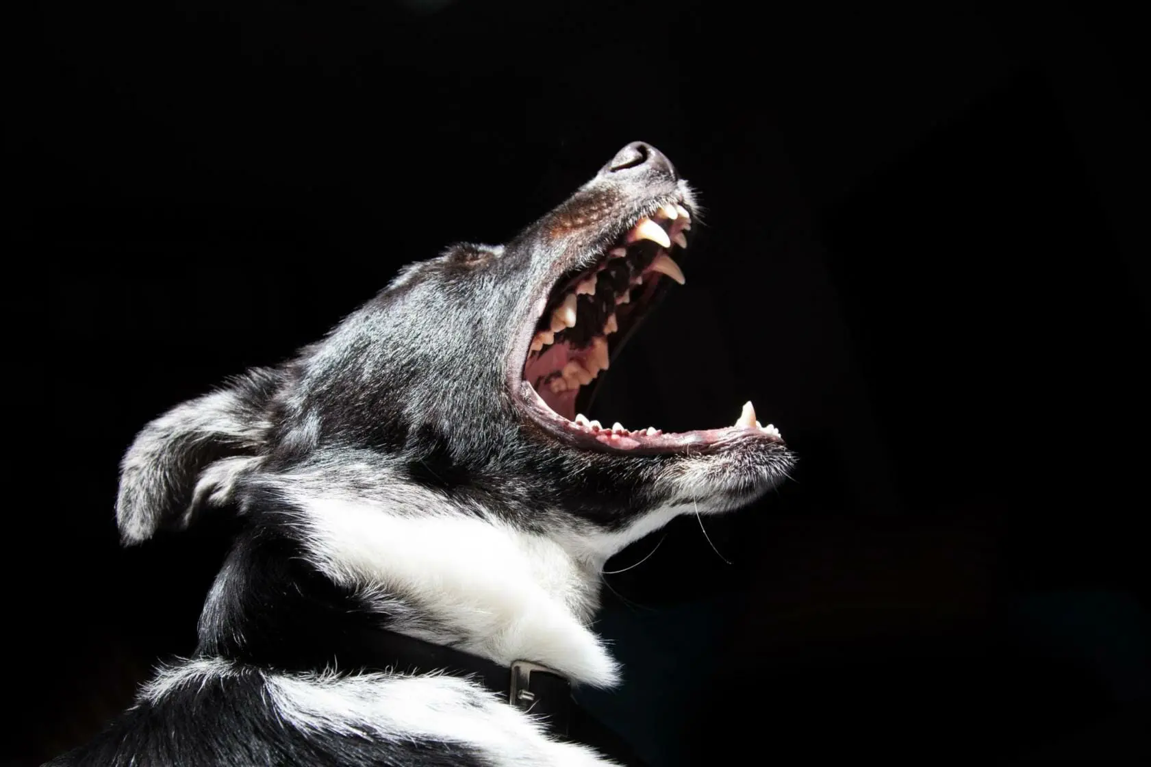 What to Do After a Dog Bite 1 Dog barking in black background