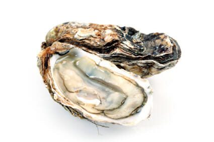 Oysters