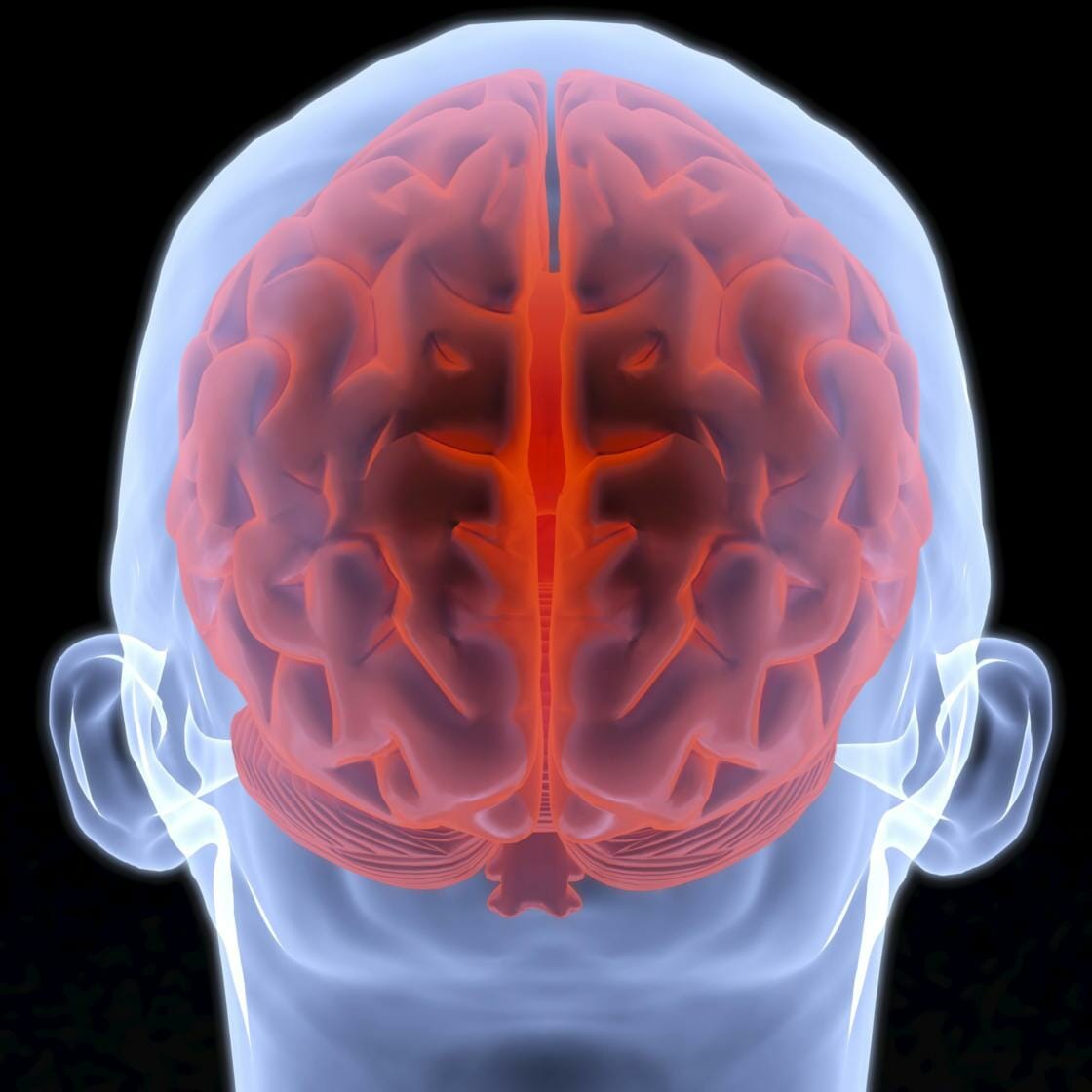 3D rendering of a brain inside a human skull