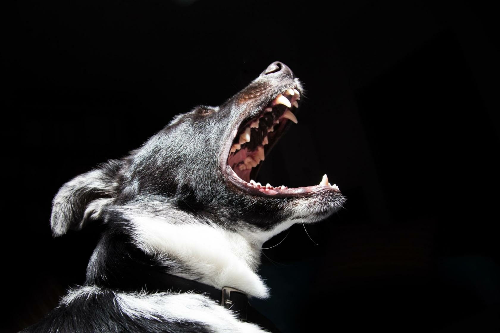 Dog barking in black background