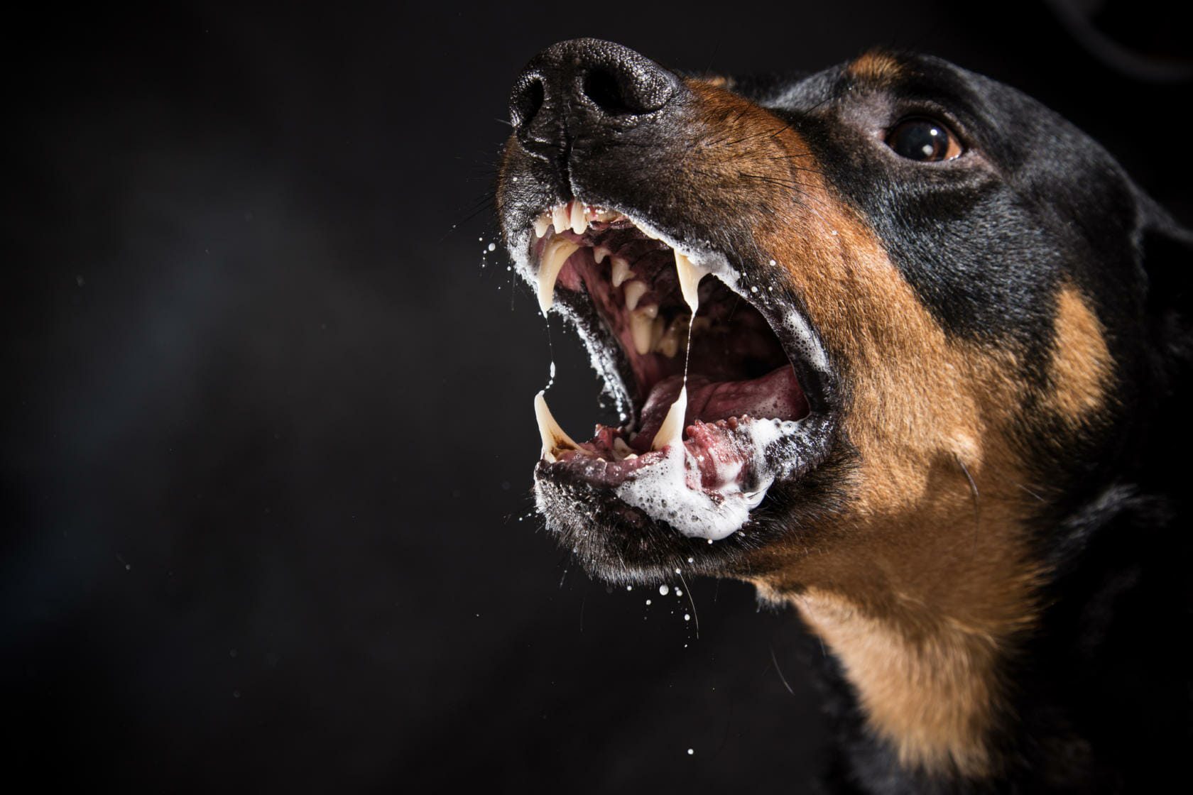 Thomas J. Henry Dog Bite Injury Lawsuits