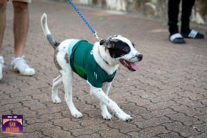 Owner walking their dog wearing jersey on sidewalk