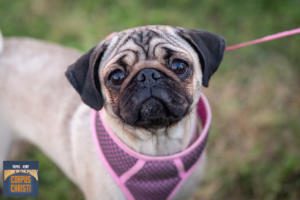 Pug at Thomas J. Henry Bark in the Park Corpus Christi