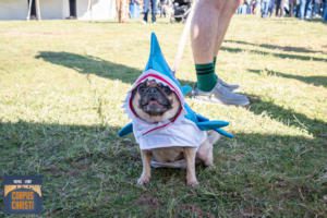 Costumed dog at Thomas J. Henry Bark in the Park San Antonio